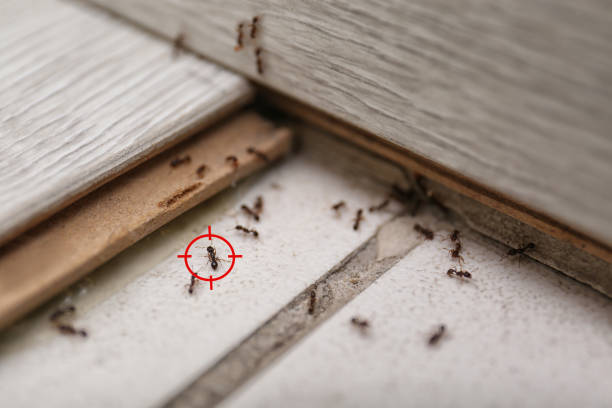 Emergency Pest Control in Mahomet, IL